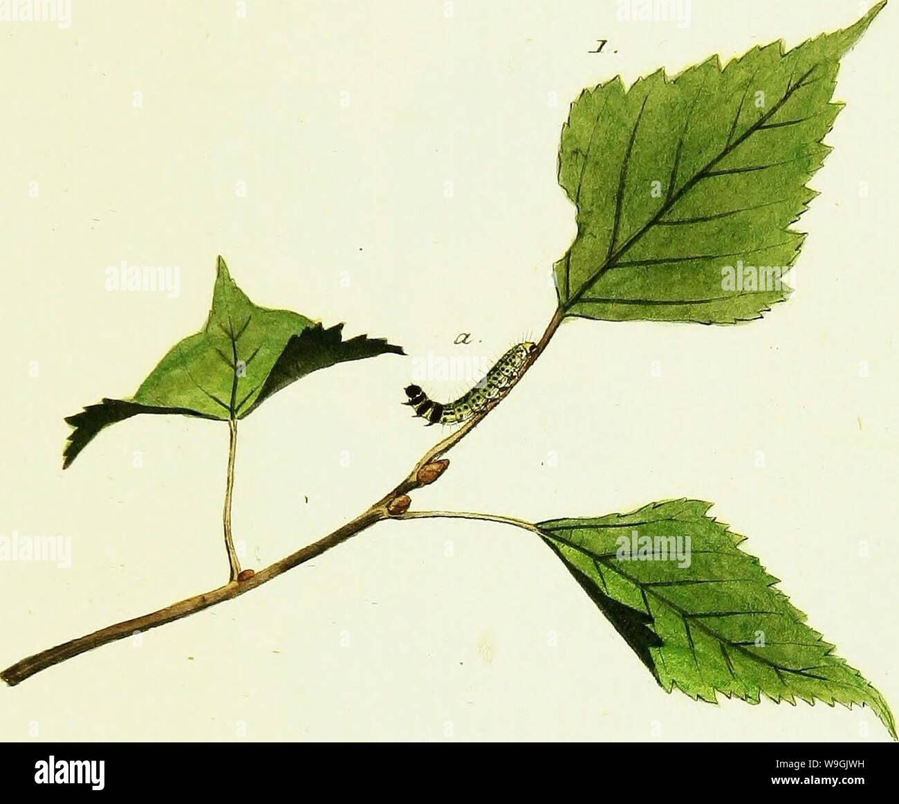 Archive image from page 256 of Geschichte europäischer Schmetterlinge (1806). Geschichte europäischer Schmetterlinge  CUbiodiversity1742385-9605 Year: 1806 ( J°&lt;2j'z?c&, fe/oidofjt. JSfiZ. cyz7i.&-/ orfrctfermcd, C. I. Stock Photo