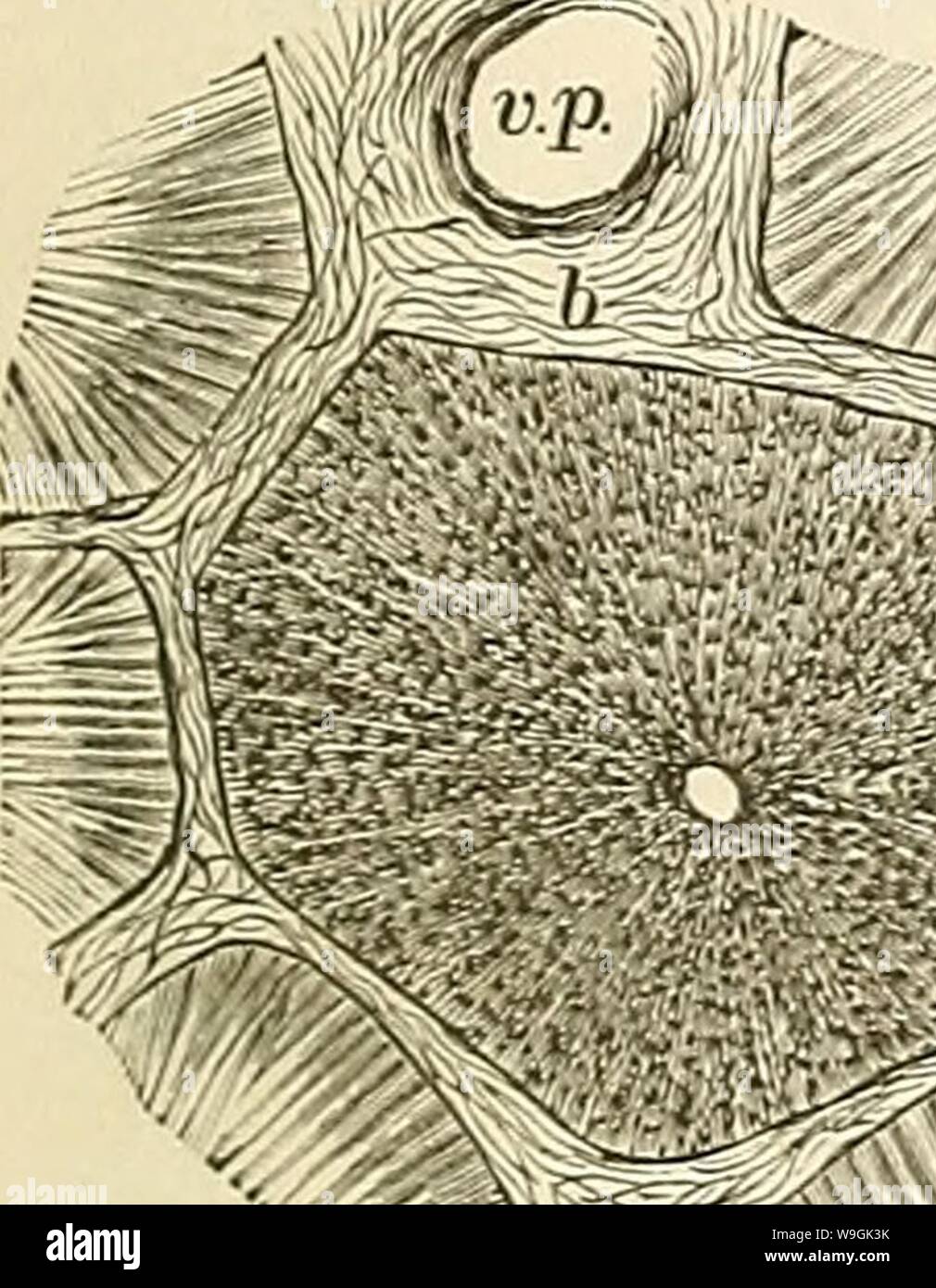 Archive image from page 260 of Cursus der normalen Histologie zur. Cursus der normalen Histologie zur Einführing in den Gebrauch des Mikroskopes, sowie in das practische Studium der Gewebelehre  cursusdernormale00orth Year: 1888 ( Die grossen Drüsen des Yerdaunng-sapparates. 241 die Schleimhaut der Gallenblase, indem hier die interlobulären Bindegewebsmassen in derselben bienenwabenartigen Anordnung über die Oberfläche hervorspringen Avie dort die kleinen Fältchen der Schleimhaut. Es ist leicht, sich zu überzeugen, dass die Bilder, welche die Durchschnitte der Lobuli darbieten, sich zwischen z Stock Photo