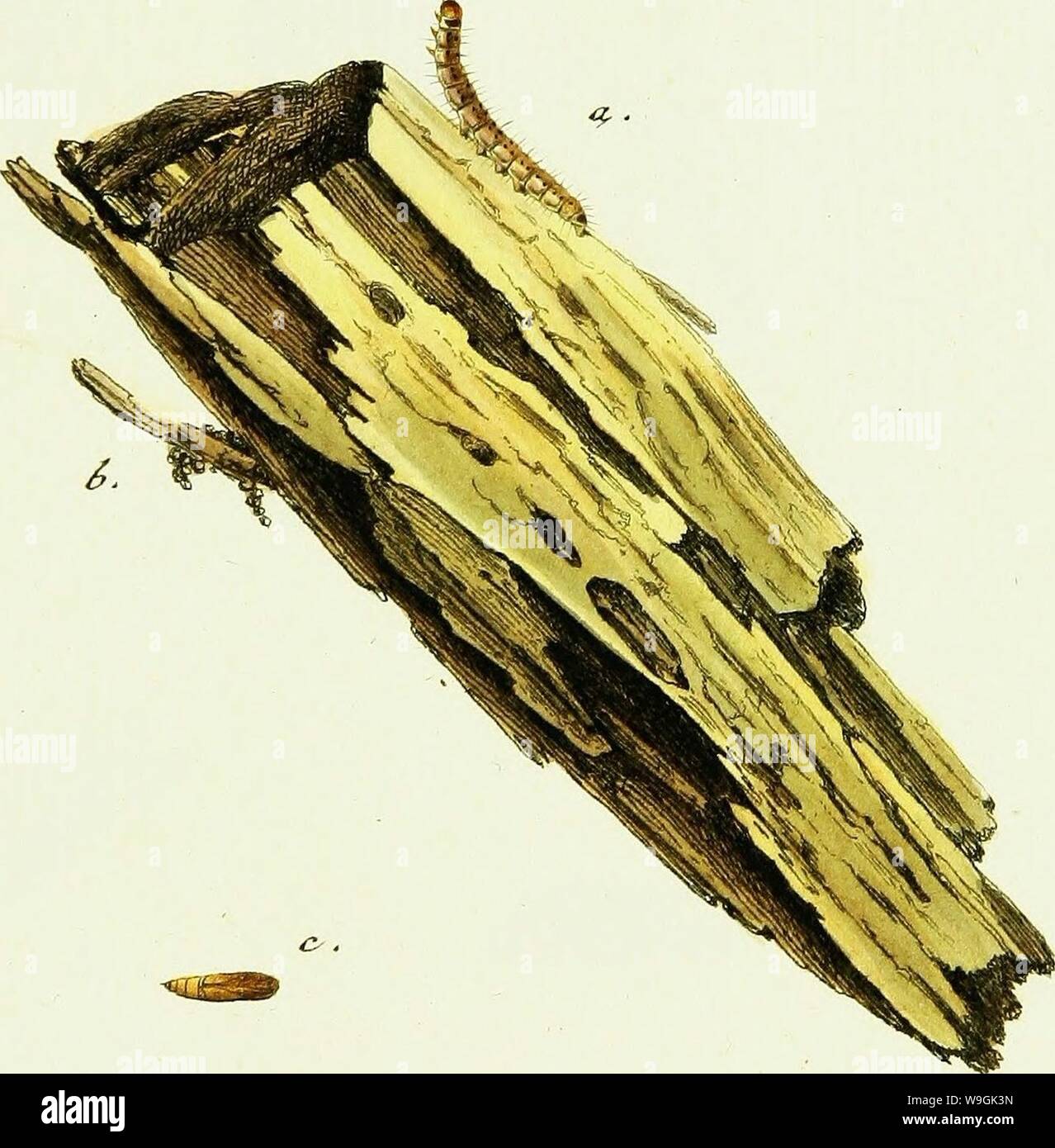 Archive image from page 260 of Geschichte europäischer Schmetterlinge (1806) Stock Photo