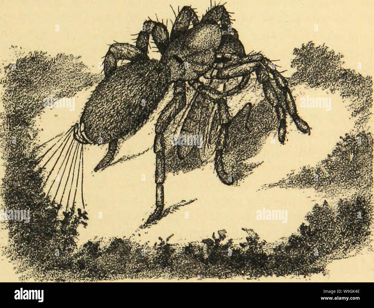 Archive image from page 260 of American spiders and their spinning Stock Photo