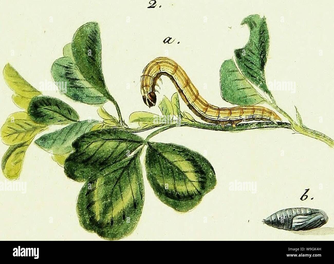 Archive image from page 260 of Geschichte europäischer Schmetterlinge (1806). Geschichte europäischer Schmetterlinge  CUbiodiversity1742385-9606 Year: 1806 ( . /, o . •2. a. /. &lupnic Stock Photo