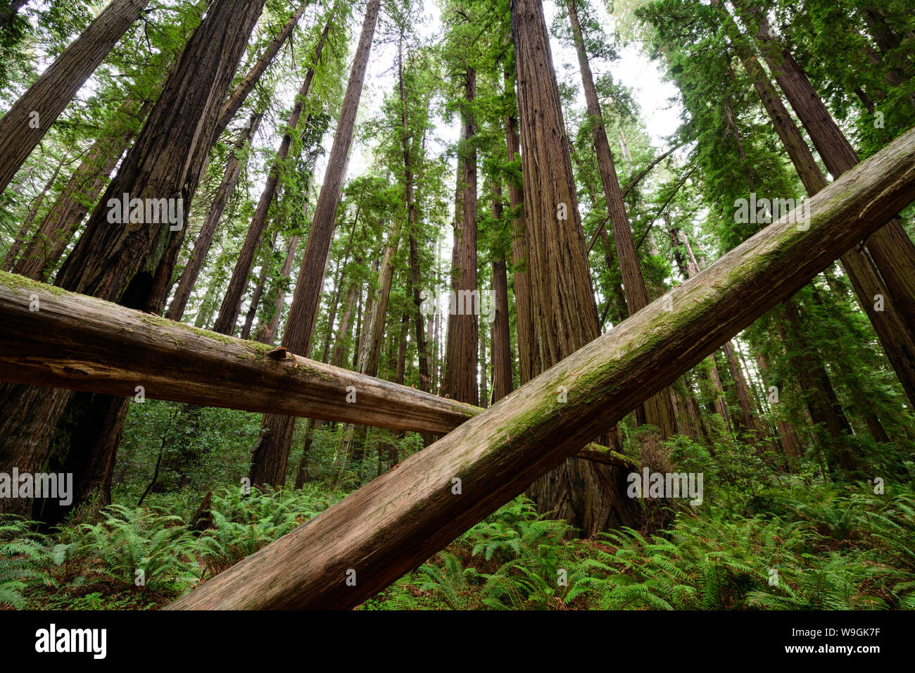The Cheatham Grove of ancient redwood trees near Crescent City, California is where the speeder chase scenes from Return of the Jedi were filmed. Stock Photo