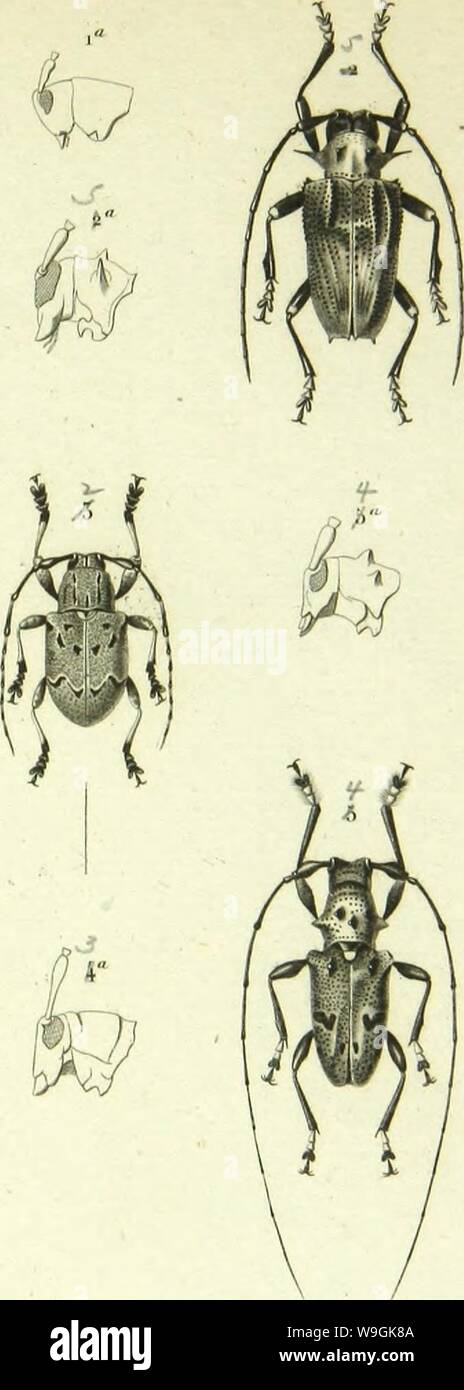 Archive image from page 262 of Histoire naturelle des insectes . Histoire naturelle des insectes : genera des coleopteres, ou expose methodique et critique de tous les genres proposes jusqu'ici dans cet ordre d'insects  CUbiodiversity1128056-9876 Year: 1854 ( K|.,.,,lM-a v,,lâ, Tlii-villis ,ââlâl, ;. l'olyrliapl.iÂ» .'&gt; CliaListiniis i-ononsis. liTiiu 4 Tris-oiiopeiiliis .ilHl.iniiiiiiIiÂ». ll'Ai/e .â &lt;|.uii|KMniiÂ». tâjl. Stock Photo
