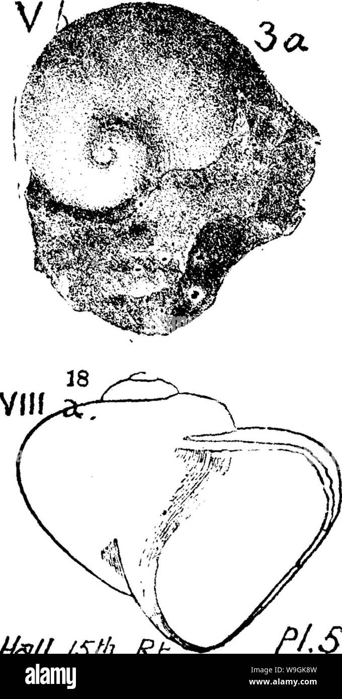 Archive image from page 264 of A dictionary of the fossils Stock Photo