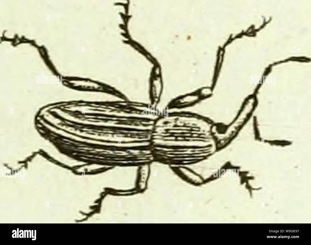 Archive image from page 264 of [Curculionidae] (1800) Stock Photo