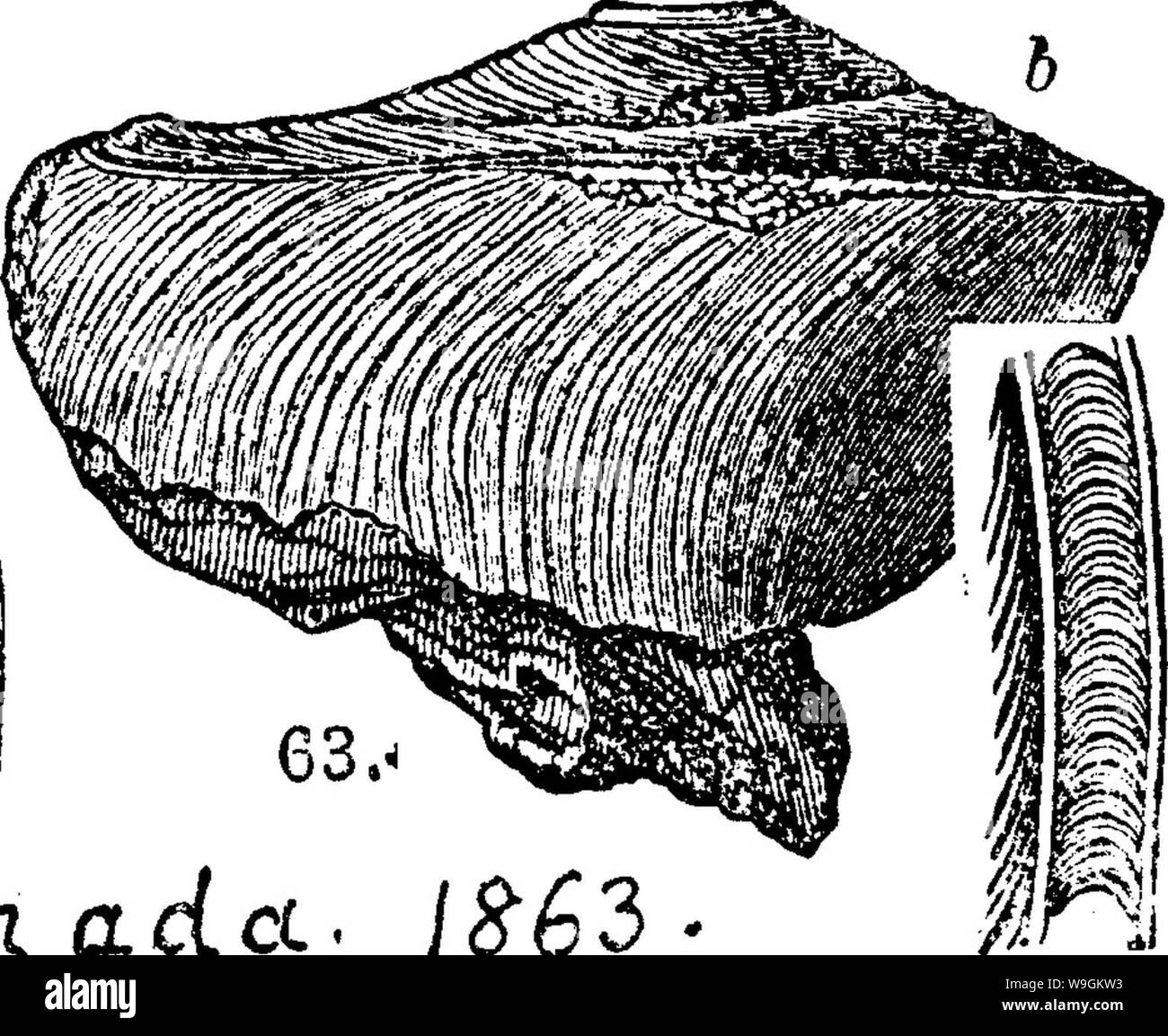 Archive image from page 275 of A dictionary of the fossils Stock Photo