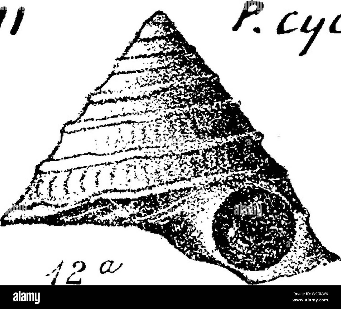 Archive image from page 275 of A dictionary of the fossils Stock Photo