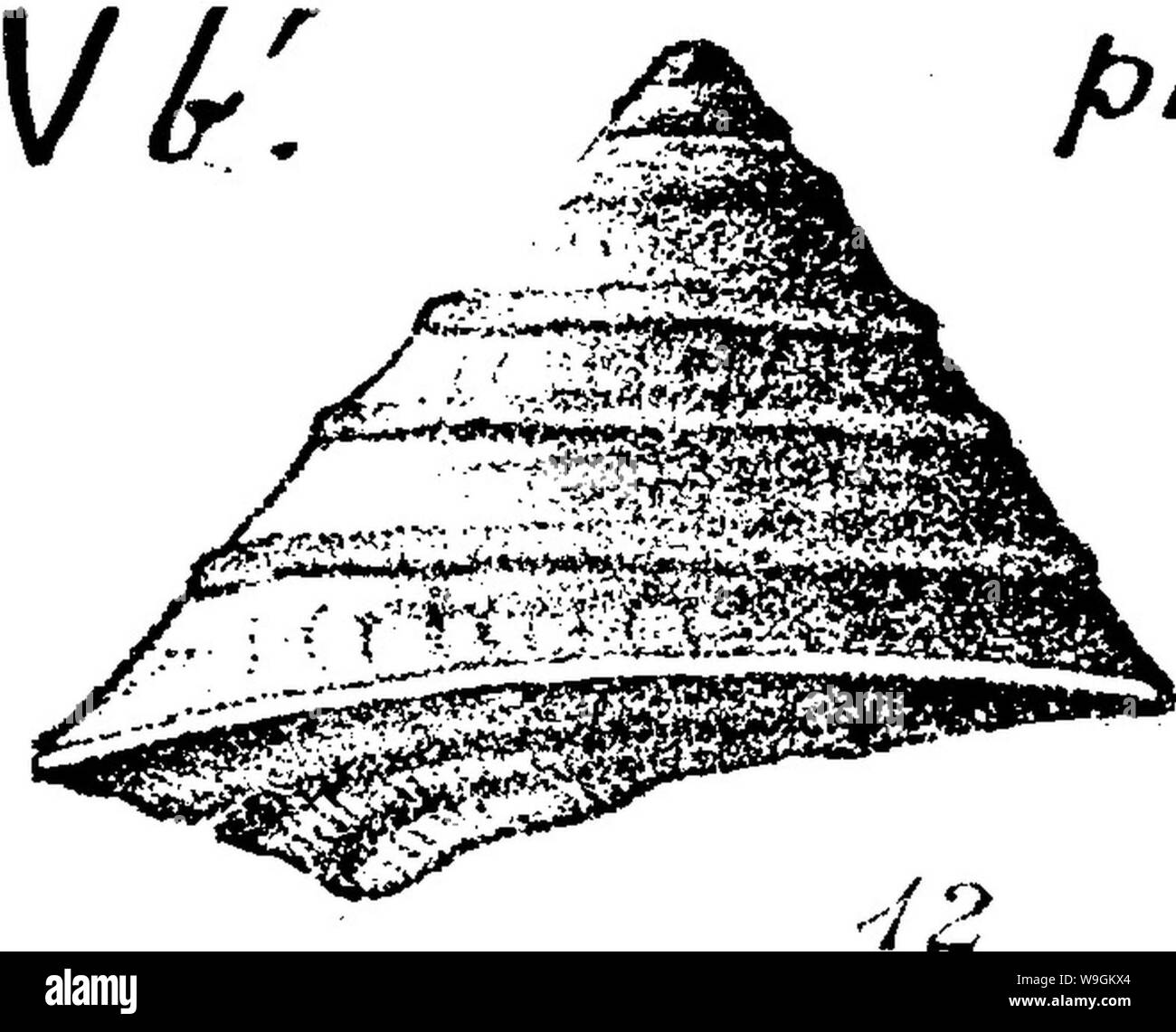 Archive image from page 275 of A dictionary of the fossils Stock Photo