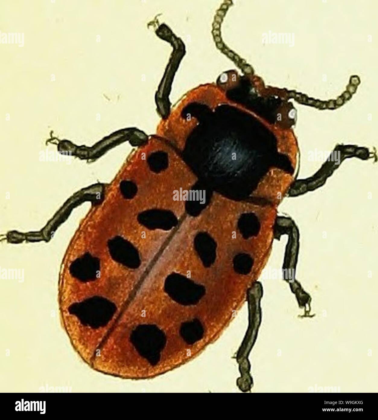 Archive image from page 275 of The natural history of British Stock Photo