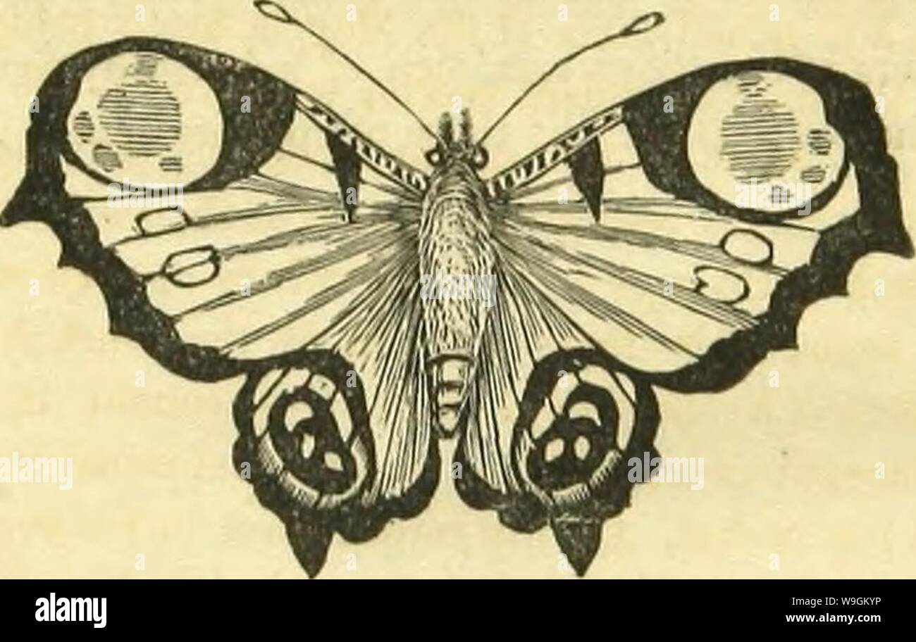 Archive image from page 276 of The book of butterflies, sphinges,. The book of butterflies, sphinges, and moths; illustrated by one hundred and forty-four engravings, coloured after nature  CUbiodiversity1120644-9919 Year: 1834 ( MISCELLANEOUS FACTS. 17.'} however, that moths, like many other nocturnal animals, are endowed with this curious power, to enable them to see their way clearly at a time when the vision of diurnal creatures is of little or no avail.'     Variety of tho Peacock Butterfly. In the first edition of this work we gave the above figure of the Peacock Butterfly, and described Stock Photo
