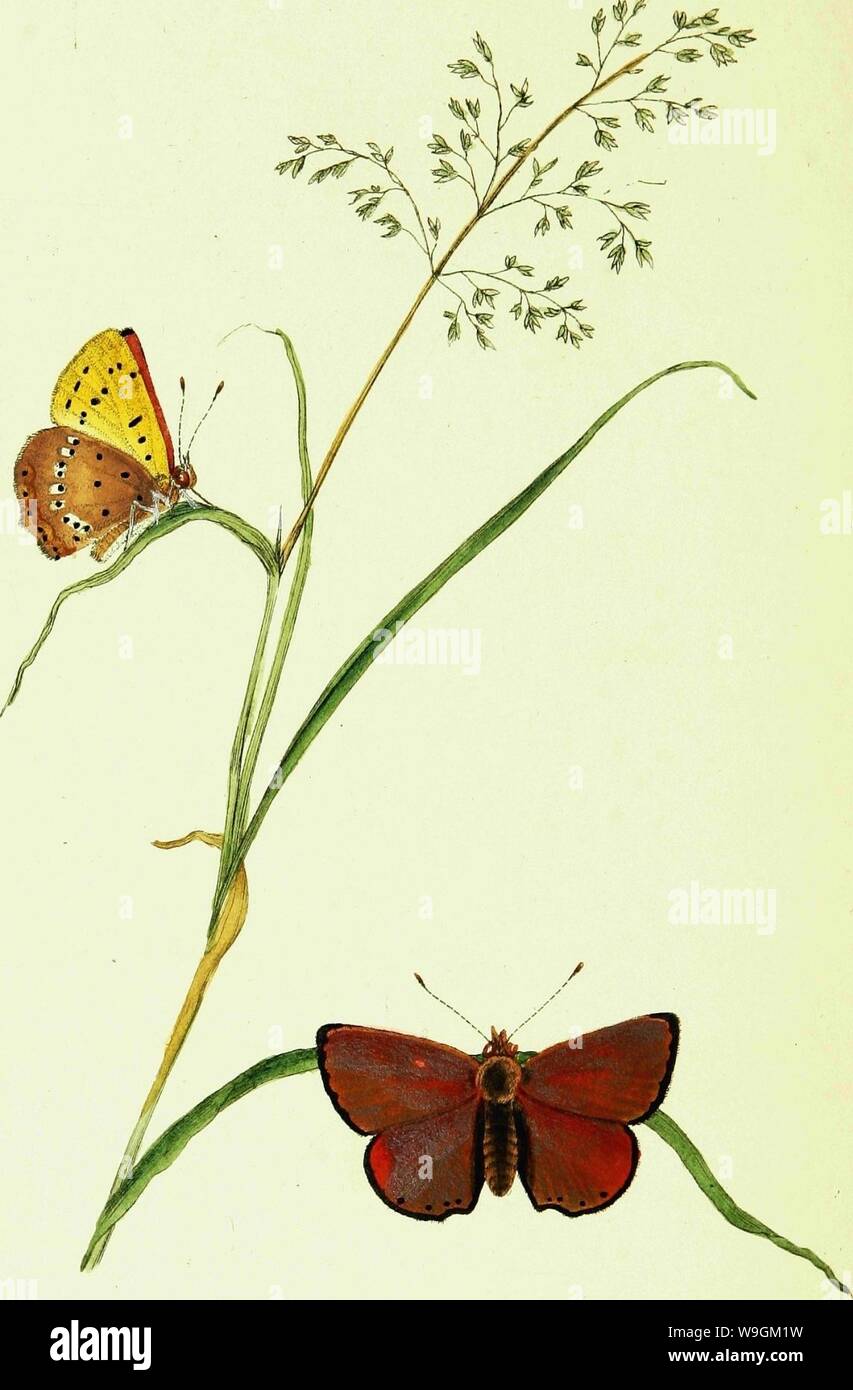 Archive image from page 277 of The natural history of British Stock Photo