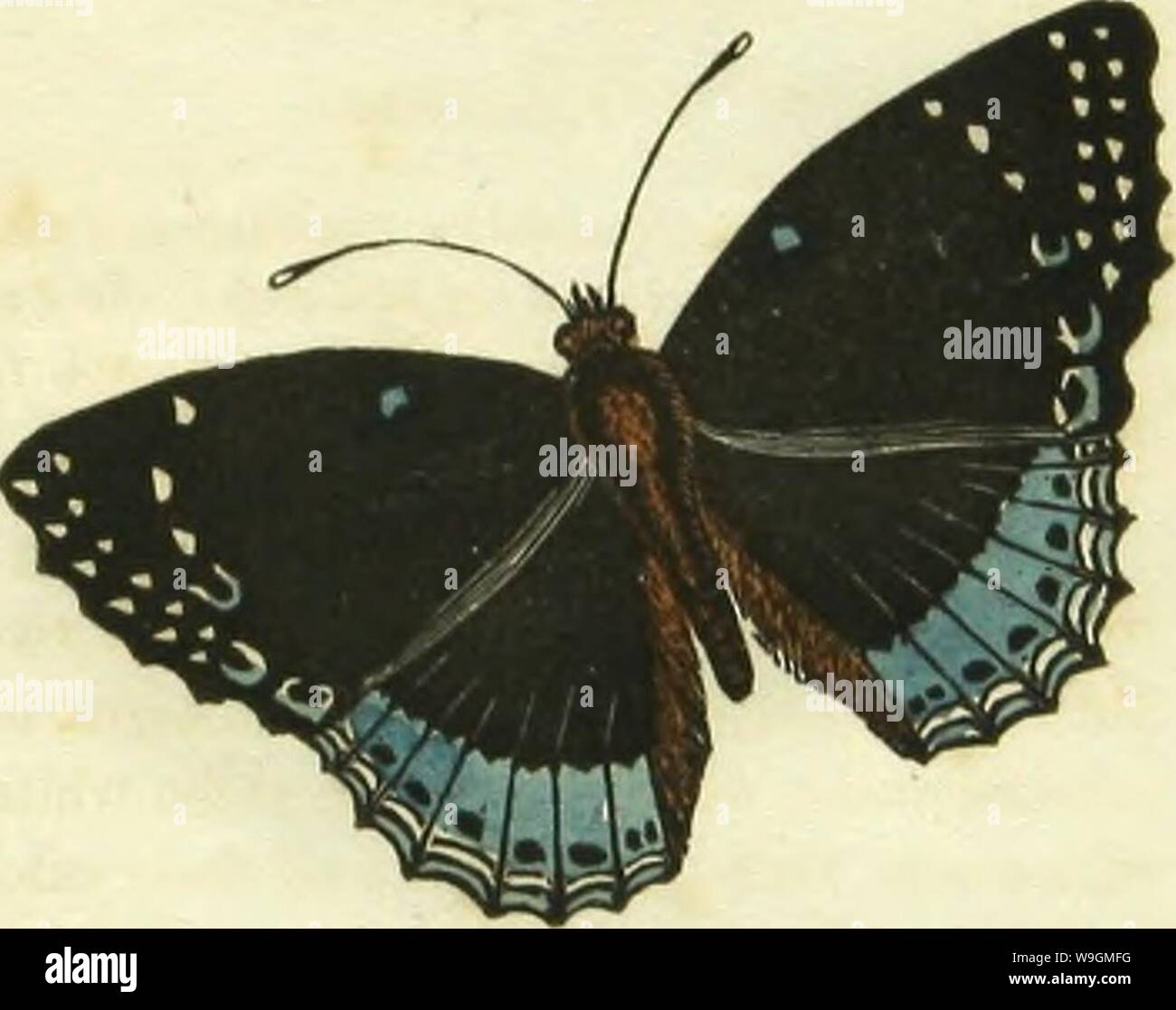 Archive image from page 286 of The book of butterflies, sphinges,. The book of butterflies, sphinges, and moths; illustrated by one hundred and forty-four engravings, coloured after nature  CUbiodiversity1120644-9844 Year: 1834 ( TIIR APATUniN BUTTKnrLY. I'apilio Apatvrina.—Jmt. Stock Photo