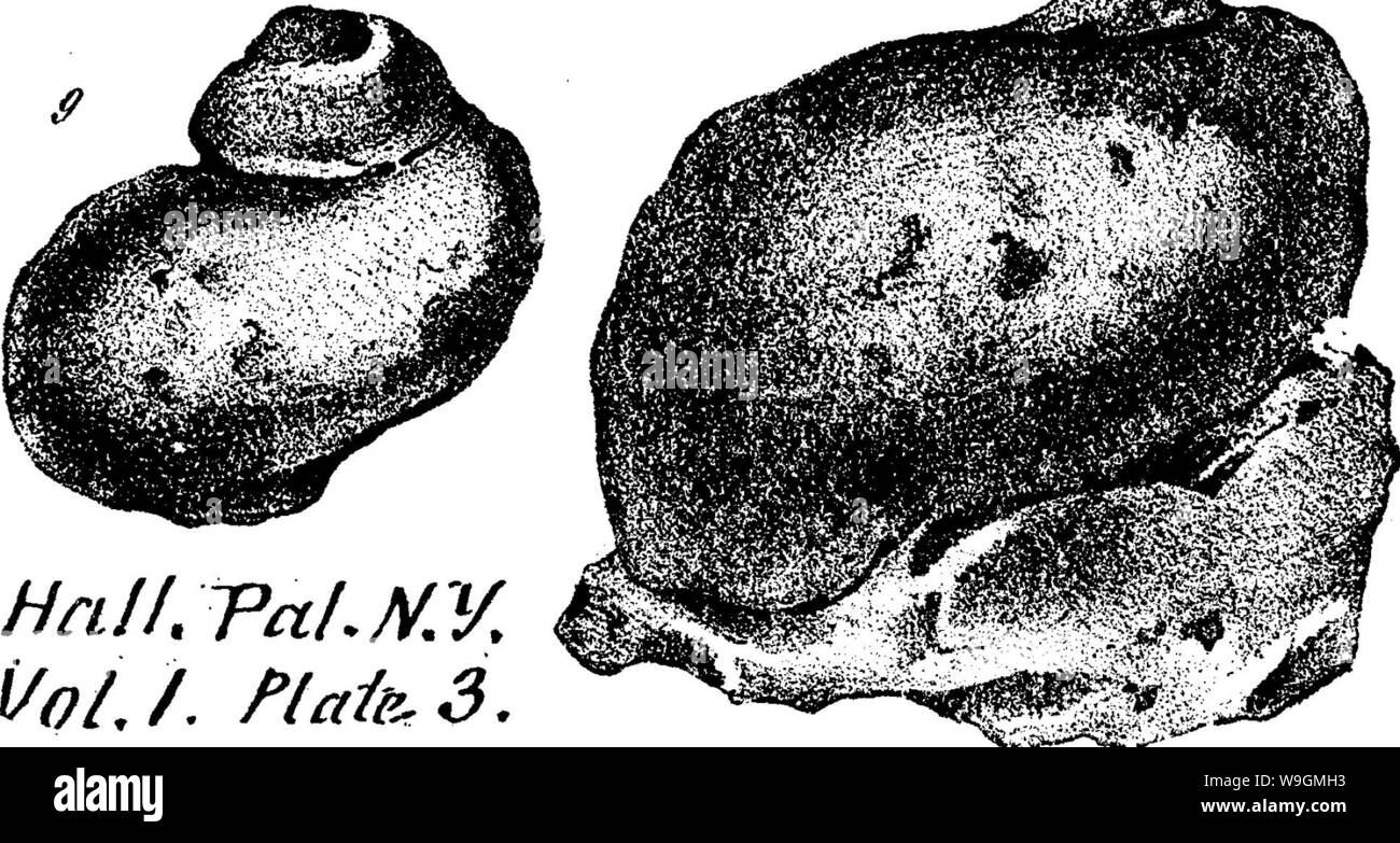 Archive image from page 288 of A dictionary of the fossils Stock Photo Alamy