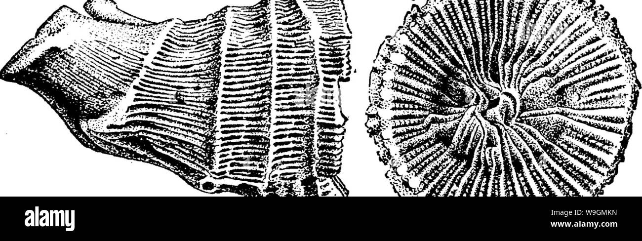 Archive image from page 289 of A dictionary of the fossils Stock Photo