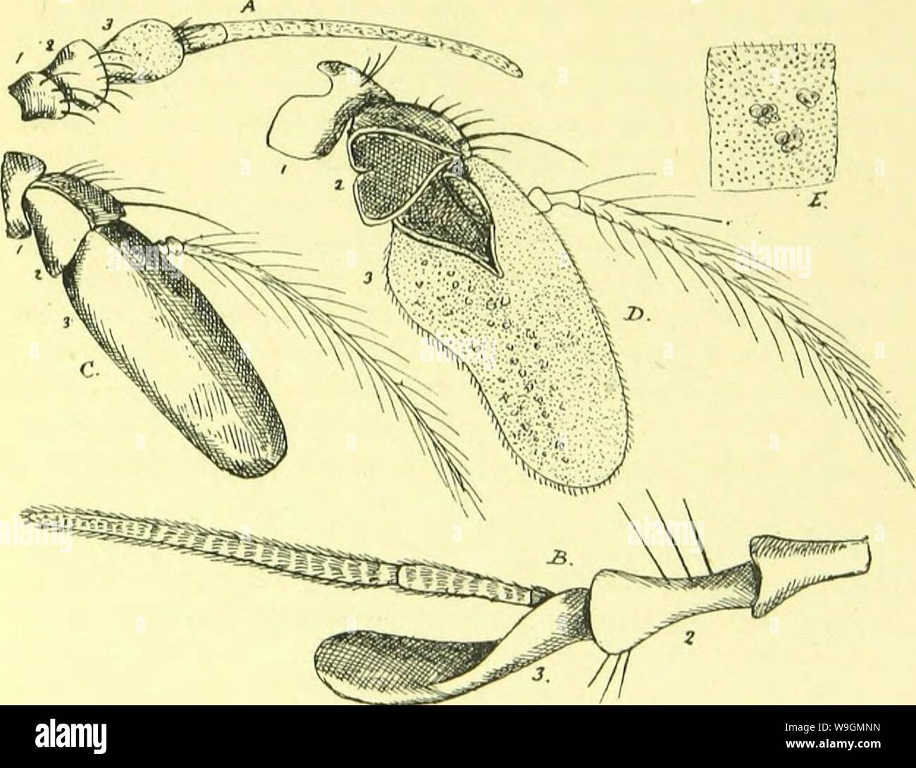 Archive image from page 290 of The anatomy, physiology, morphology and ...