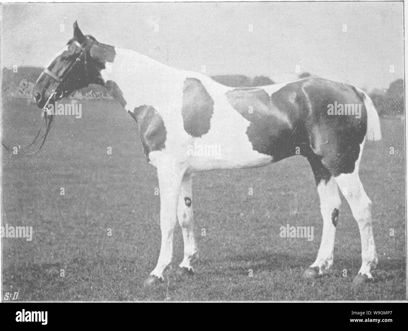 Archive image from page 289 of Points of the horse; a Stock Photo