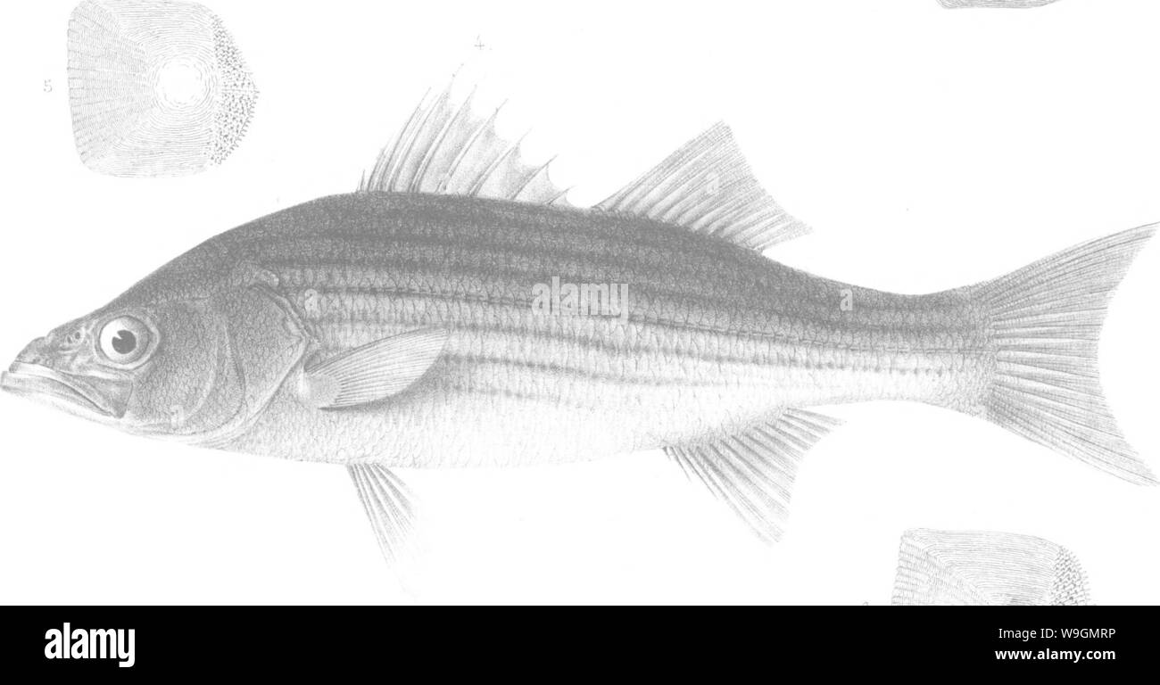 Archive image from page 292 of A history of the fishes Stock Photo