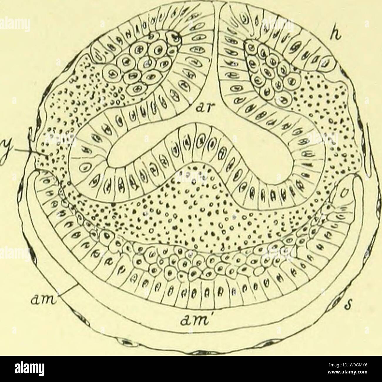 Archive image from page 292 of The anatomy, physiology, morphology and Stock Photo