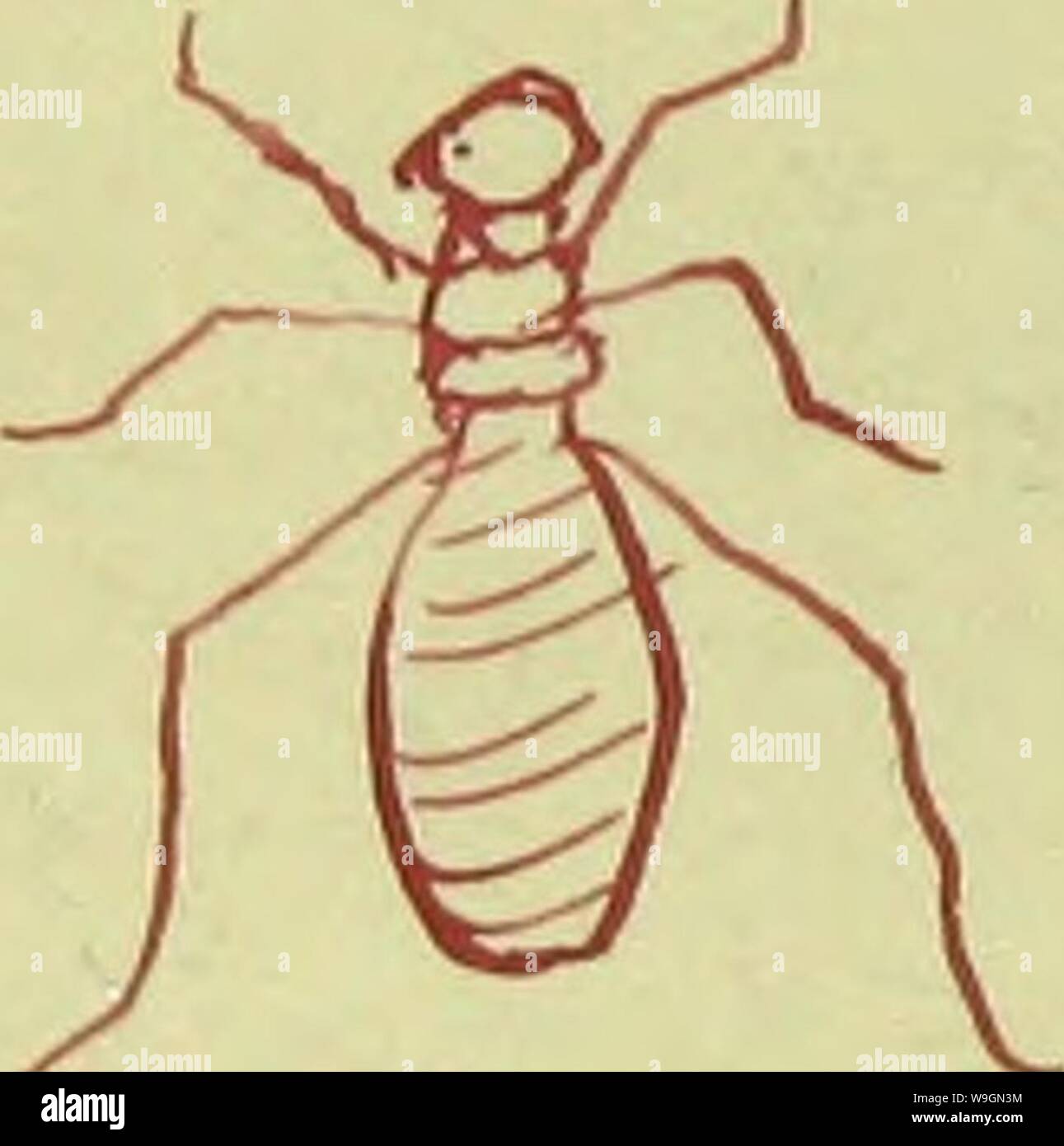 Archive image from page 295 of Notes on entomology a syllabus. Notes on entomology: a syllabus of a course of lectures delivered at the Cornell University ..  CUbiodiversity1170270 Year: 1875 ( f     /l.n&lt;iic - CUMaJI iM-i'o.y,.- ly  iUAjjiu Stock Photo