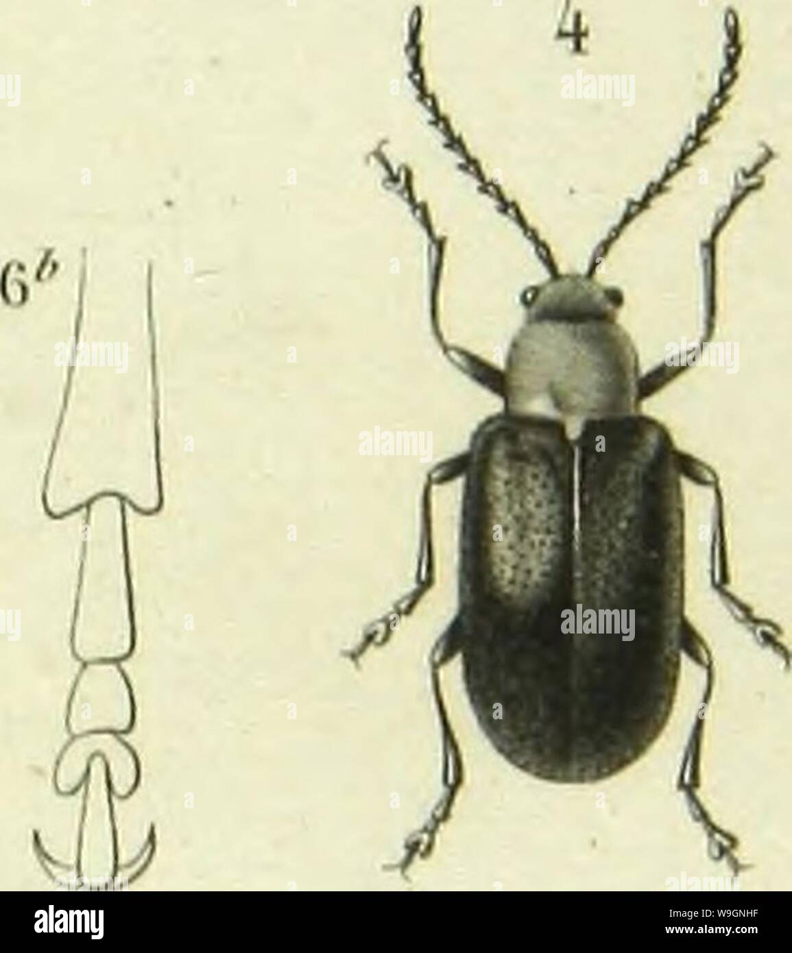 Archive image from page 302 of Histoire naturelle des insectes . Histoire naturelle des insectes : genera des coleopteres, ou expose methodique et critique de tous les genres proposes jusqu'ici dans cet ordre d'insects  CUbiodiversity1128056-9876 Year: 1854 ( Stock Photo