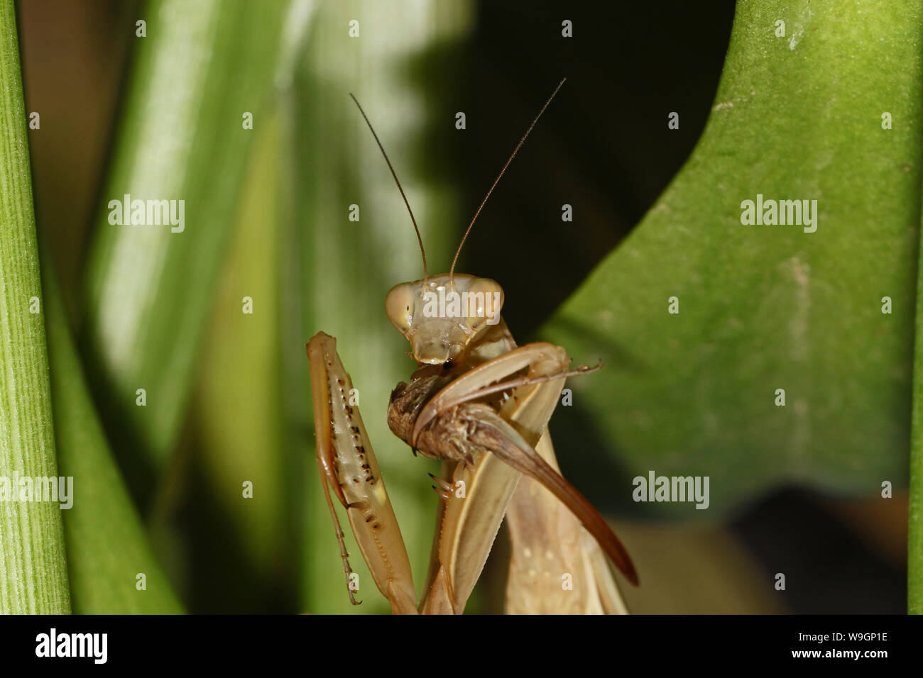 wild brown European praying mantis or mantid Latin mantis religiosa state symbol of Connecticut eating a live cricket or katydid on a calla lily leaf Stock Photo