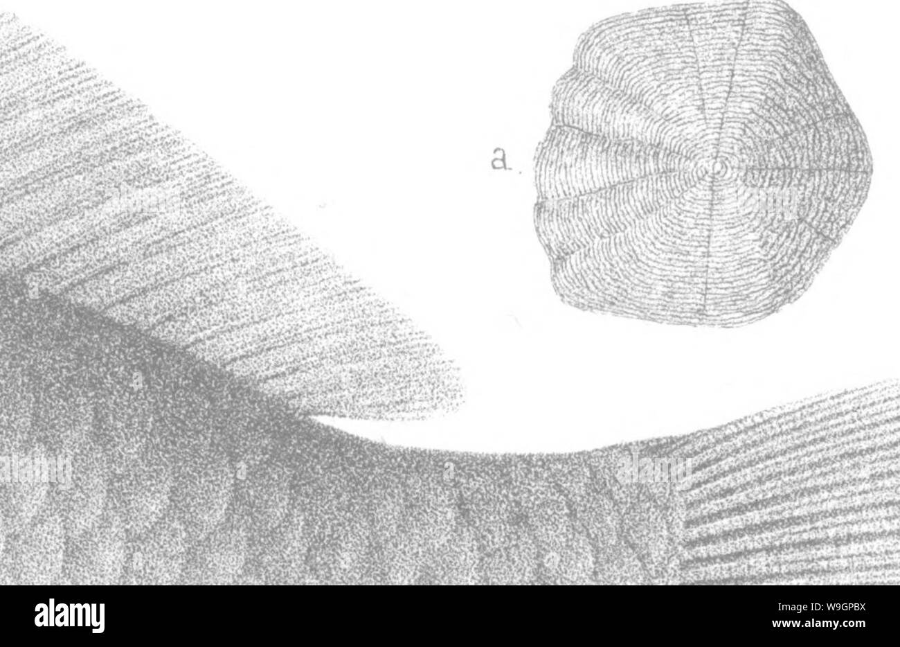 Archive image from page 312 of A history of the fishes Stock Photo