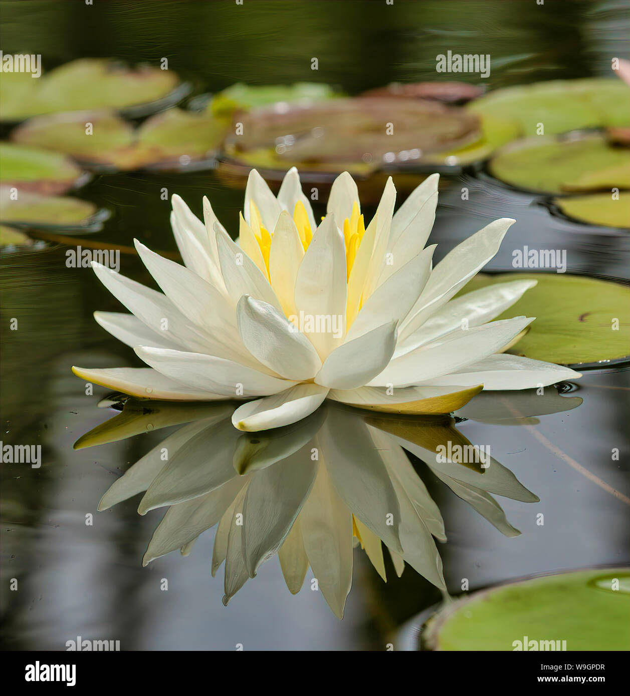 White Lily in Pond Stock Photo - Alamy