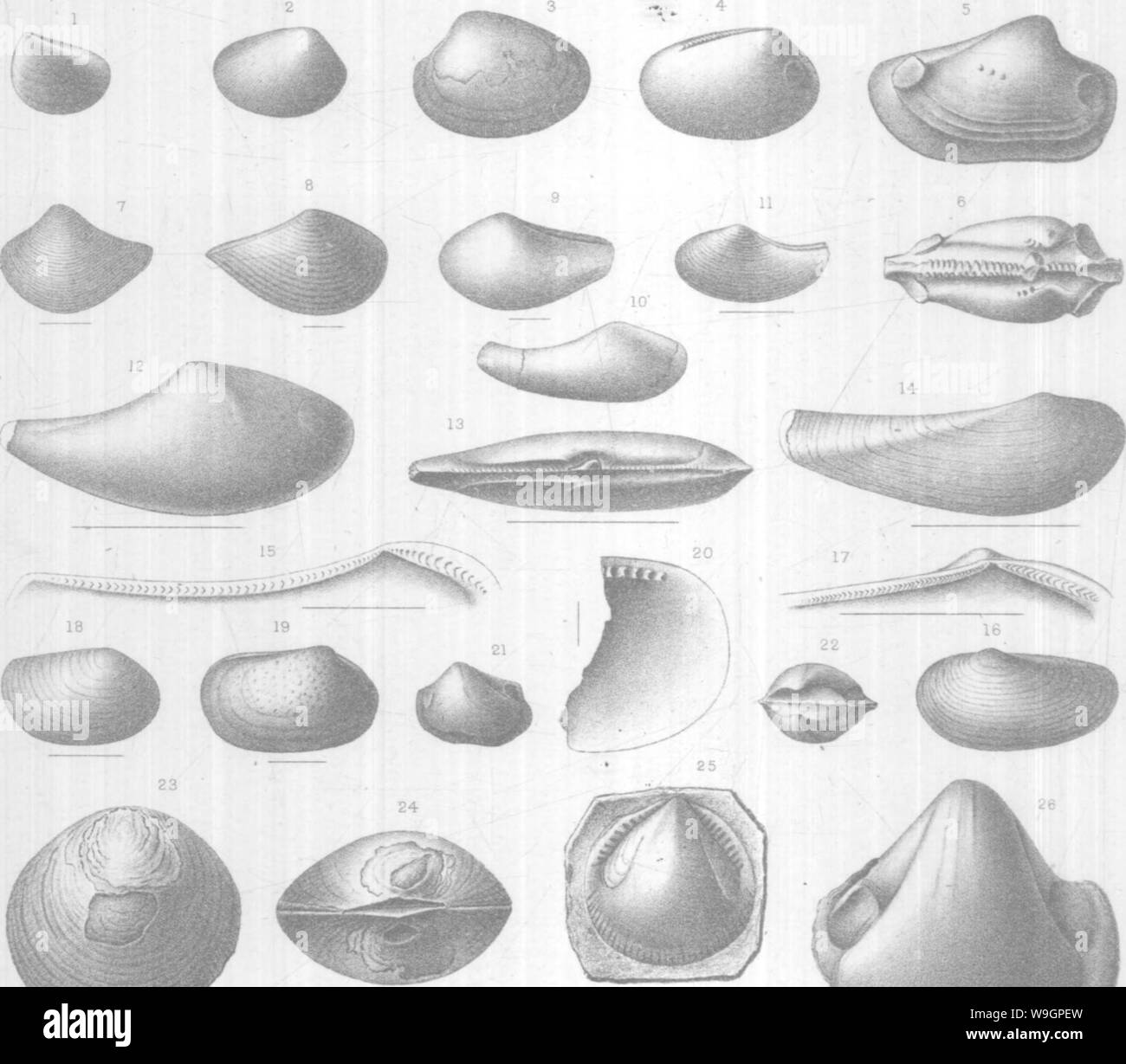 Archive image from page 313 of Brachiopoda and Lamellibranchiata of the Stock Photo