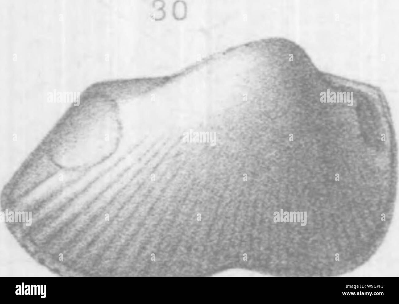 Archive image from page 313 of Brachiopoda and Lamellibranchiata of the Stock Photo