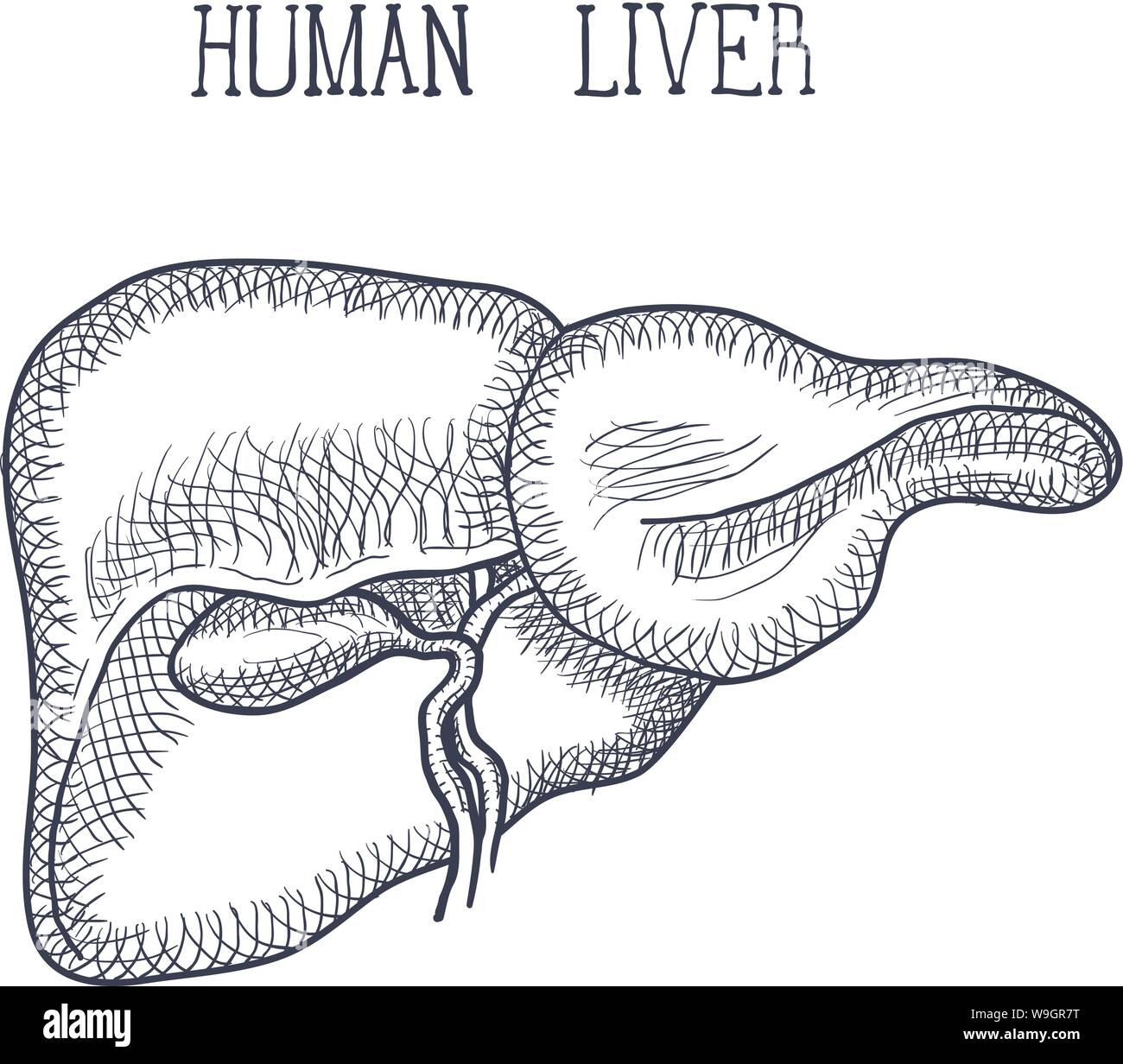 The liver | Canadian Cancer Society