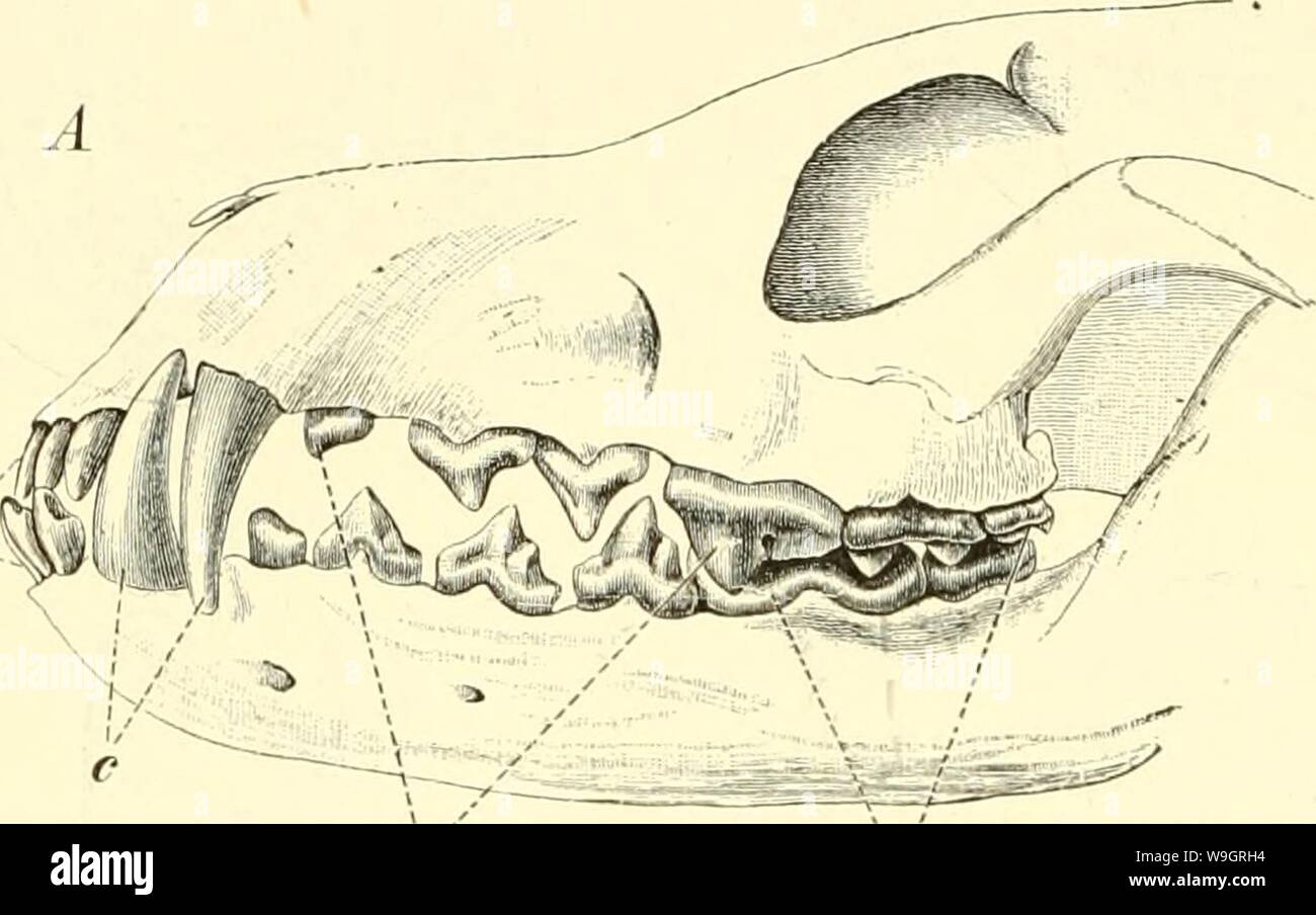 Archive image from page 331 of Einführung in die vergleichende Anatomie. Einführung in die vergleichende Anatomie der Wirbeltiere, für Studierende  einfhrungindie00wied Year: 1907 ( 300 Zähne der Säugetiere. Sängetierzähne im Laufe der Stammesentwickelung eine Verminderang erfahren hat. Wie bereits erwähnt, sind die Zahngenerationen der Säugetiere in der Regel auf zwei beschränkt; man bezeichnet sie als das Milchgebiß und als das definitive oder Ersatz-Gebiß (Dentes decidui et permanentes). Ersteres ist eine historisch ältere Zahnseneration.    pm jn.  0 Stock Photo