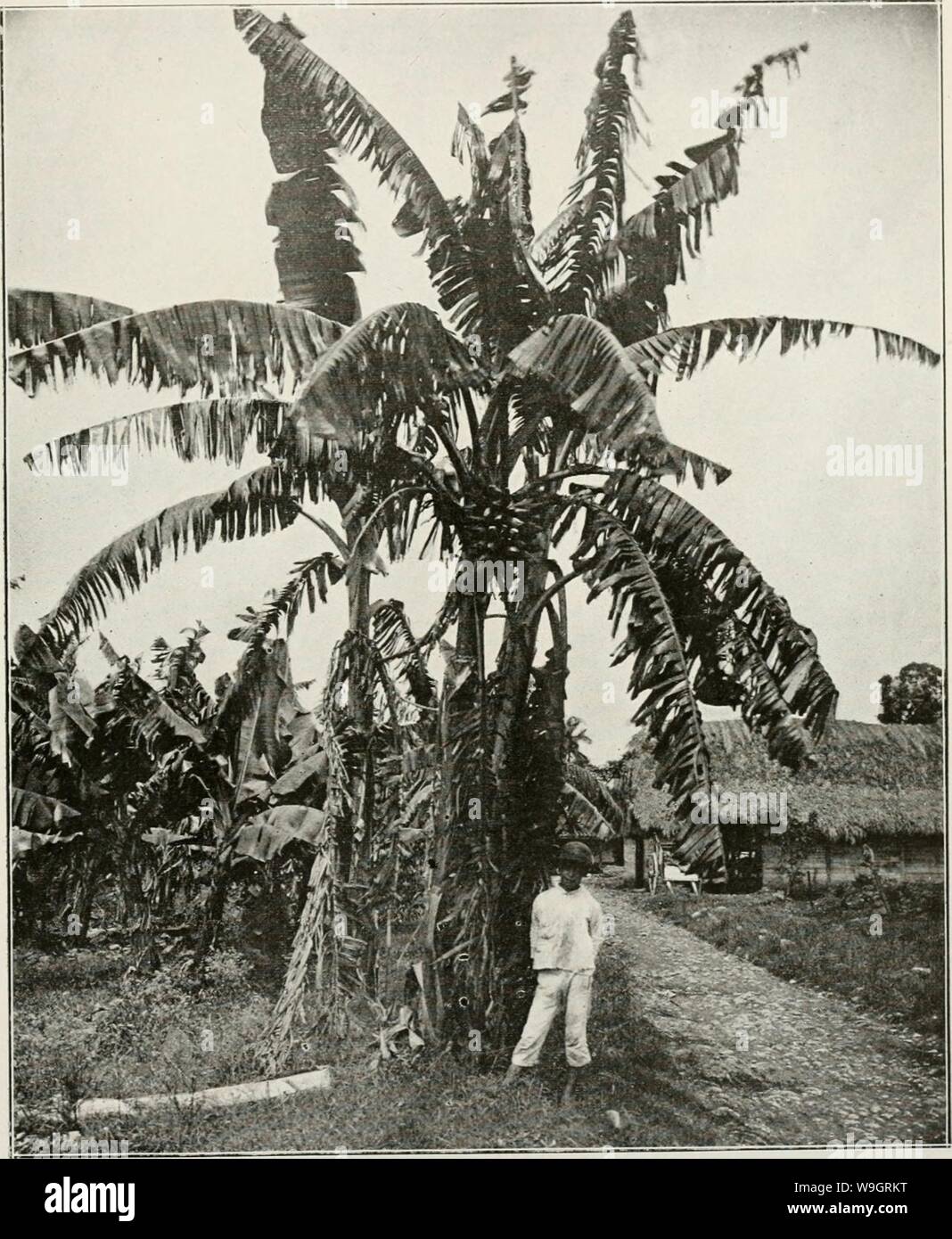 Archive image from page 332 of The Cuba review (1907-1931). The Cuba review  cubareview16muns Year: 1907-1931 ( THE CUBA REVIEW 13 BANANA AND YUCCA BREAD FOR THE TROPICS A special bread which the United Fruit Company is making at the ])re.sent time in its trojji- cal divisions represents a saving of api)ro.imately thirty per cent (30) in the use of wheat flour. The company's object in using this bread in its tropical divisions is to save wheat flour. The advantage to the consumer, aside from the matter of patiiotLsm, lies in the fact that the quantity of bread for the same money will be somew Stock Photo