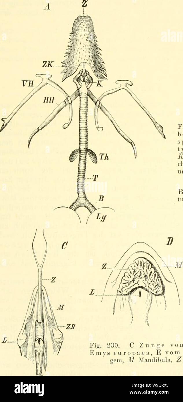 Archive image from page 338 of Einführung in die vergleichende Anatomie. Einführung in die vergleichende Anatomie der Wirbeltiere, für Studierende  einfhrungindie00wied Year: 1907 ( Fig. 22 Stock Photo