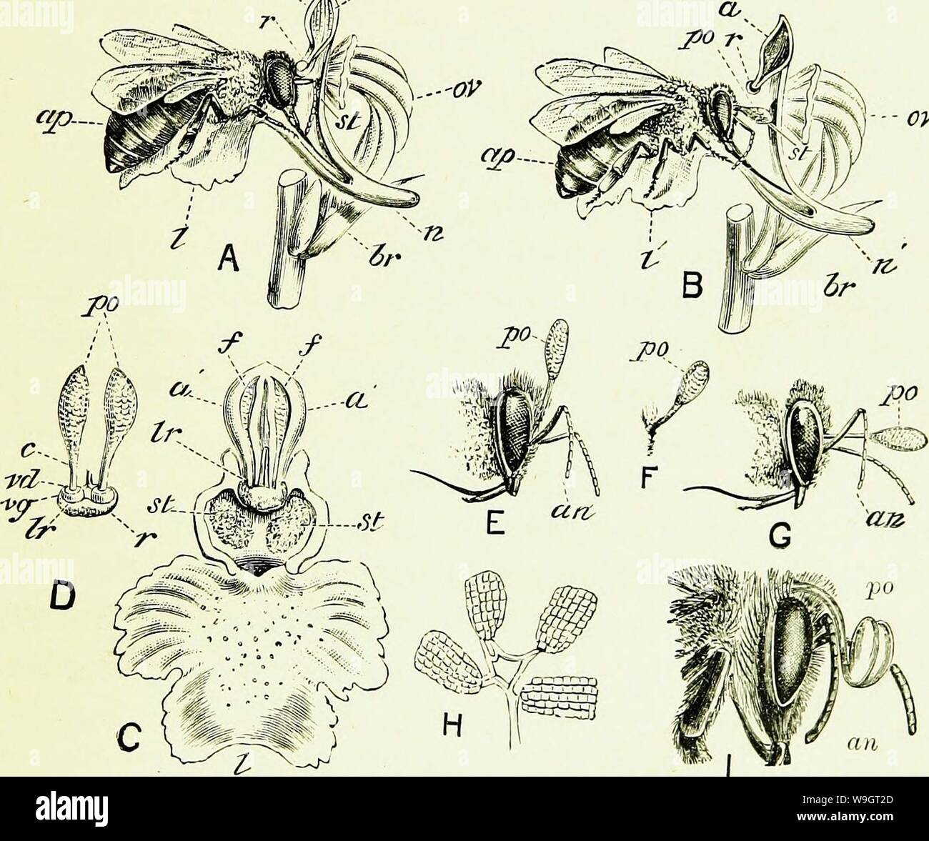 Partiful Bees Two bees together hi-res stock photography and images - Alamy