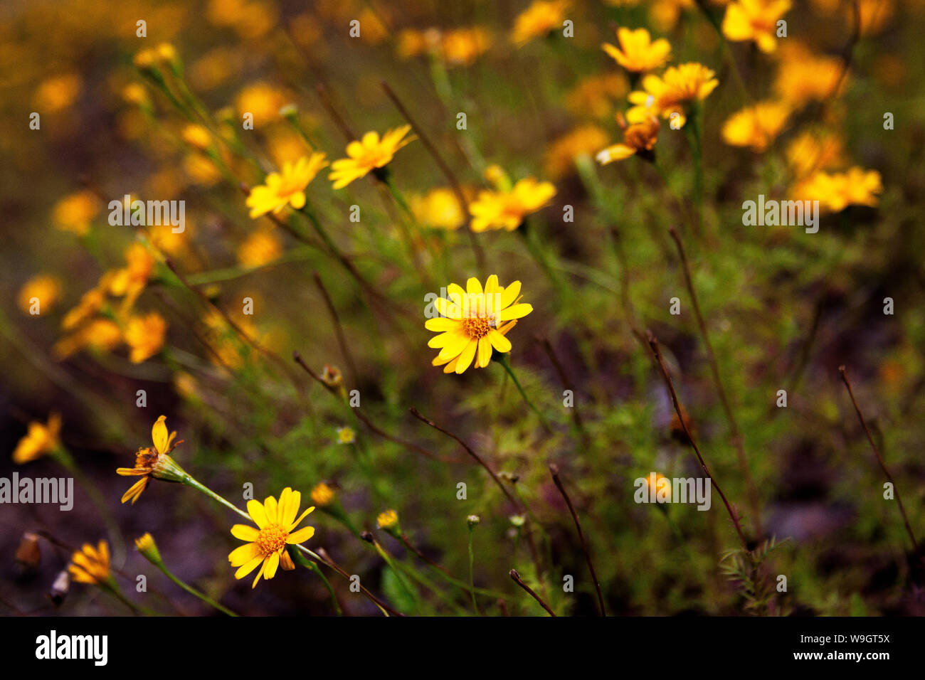 Garden grasses wildflowers hi-res stock photography and images - Alamy