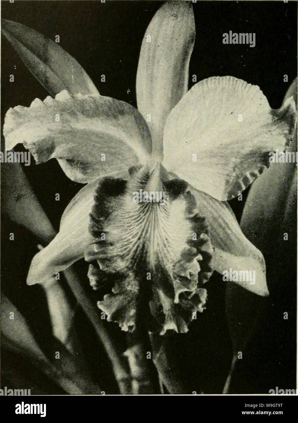 Archive image from page 347 of A cultural table of orchidaceous. A cultural table of orchidaceous plants  culturaltableofo00coxj Year: 1946 ( SOPHRO-LAELIO-CATTLEYA. x. ISACOl.. 322 . Stock Photo