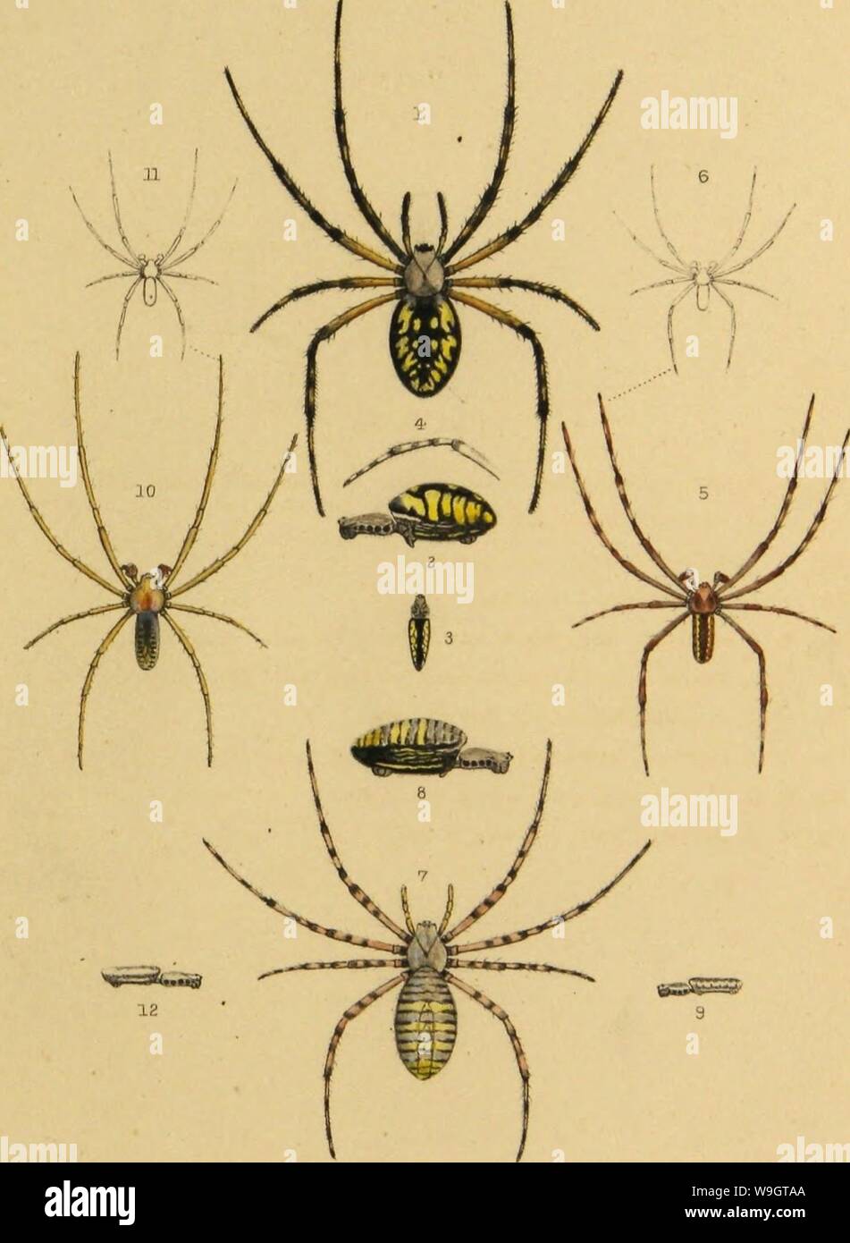 Archive image from page 348 of American spiders and their spinning. American spiders and their spinning work. A natural history of the orbweaving spiders of the United States, with special regard to their industry and habits  CUbiodiversity1121211-9770 Year: 1889 ( Vol. III. American Spiders.    6, Argiope cophinaria. 7, 12, A. argyraspis. lt- Del Edw. SherjparcL, Lrth. Stock Photo