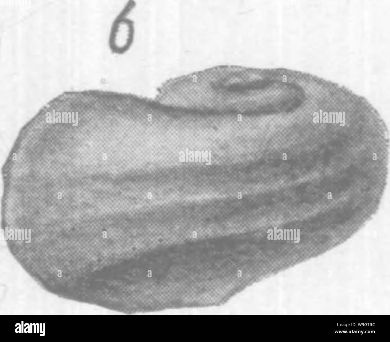 Archive image from page 356 of Gasteropoda and Cephalopoda of the Stock Photo