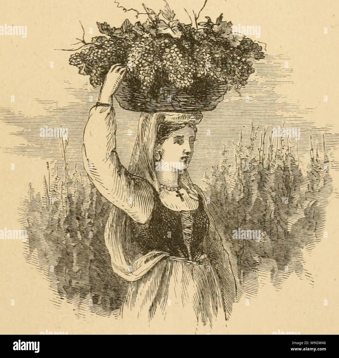 Archive image from page 364 of Culture of the grape (1866) Stock Photo