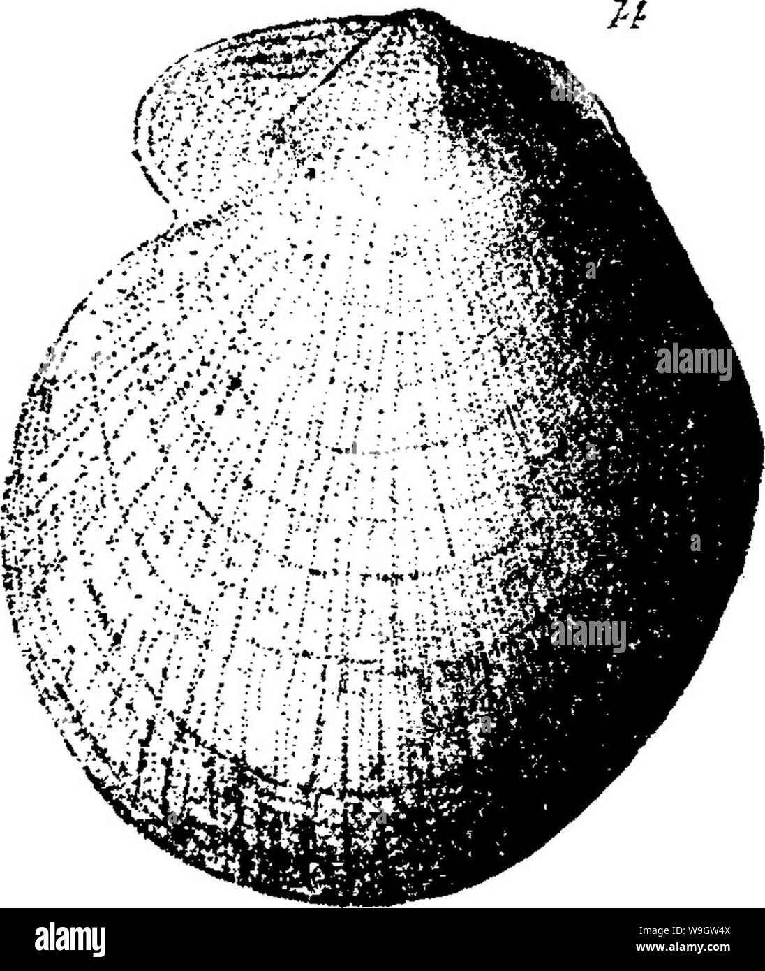 Archive image from page 364 of A dictionary of the fossils Stock Photo