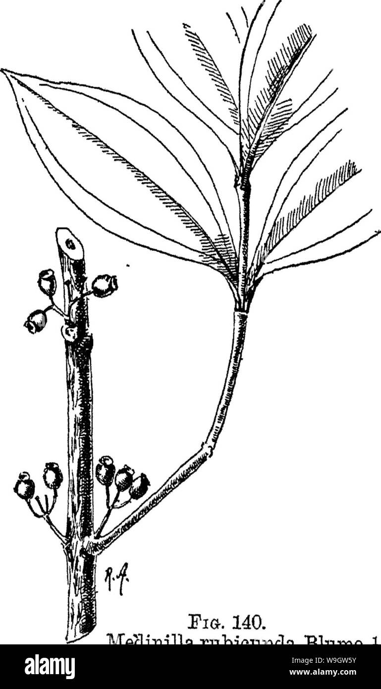 Archive image from page 364 of Indian trees an account Stock Photo