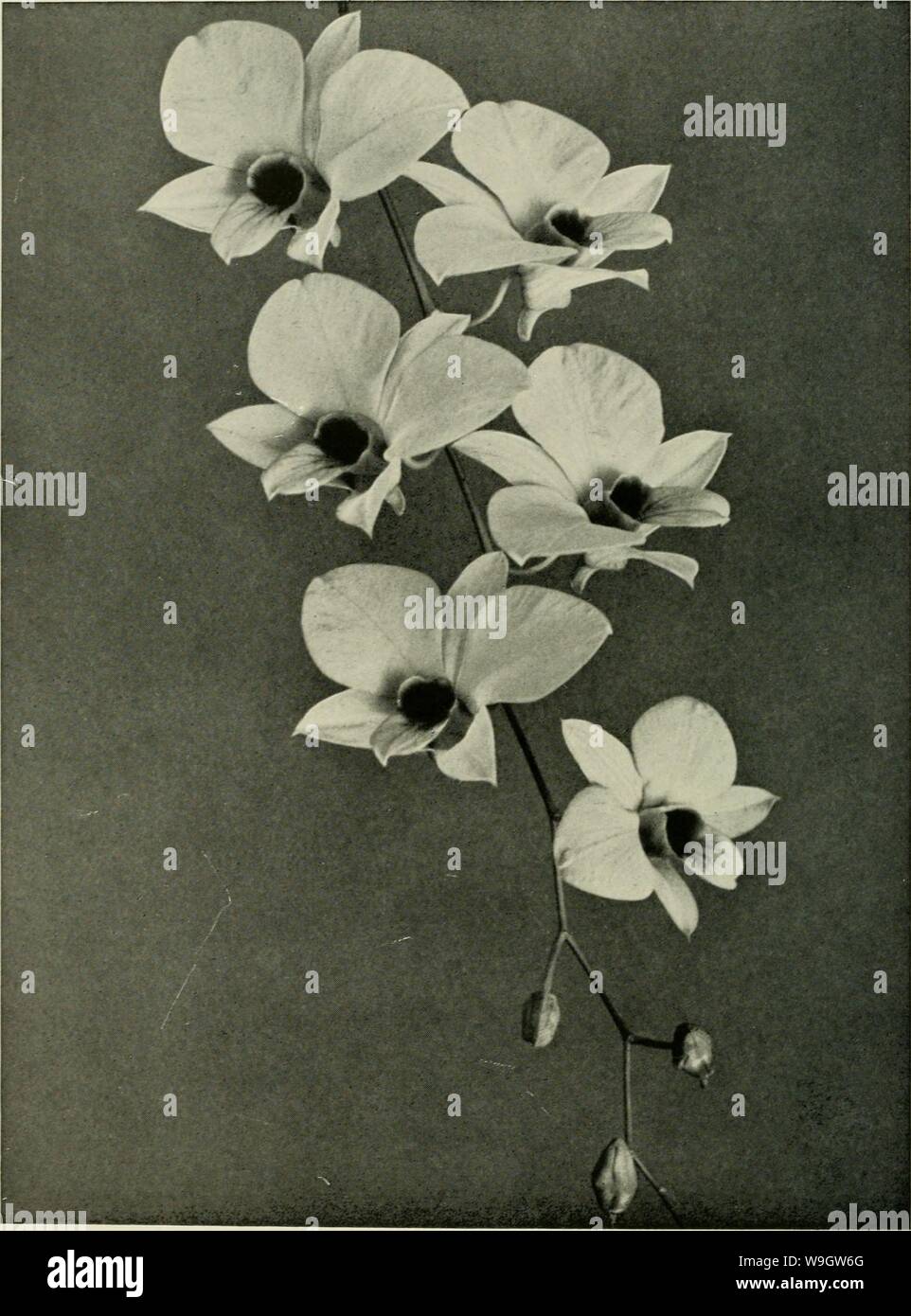Archive image from page 365 of A cultural table of orchidaceous. A cultural table of orchidaceous plants  culturaltableofo00coxj Year: 1946 ( DENDROBIUM PHALAENOPSIS, fitzg. 340 Stock Photo