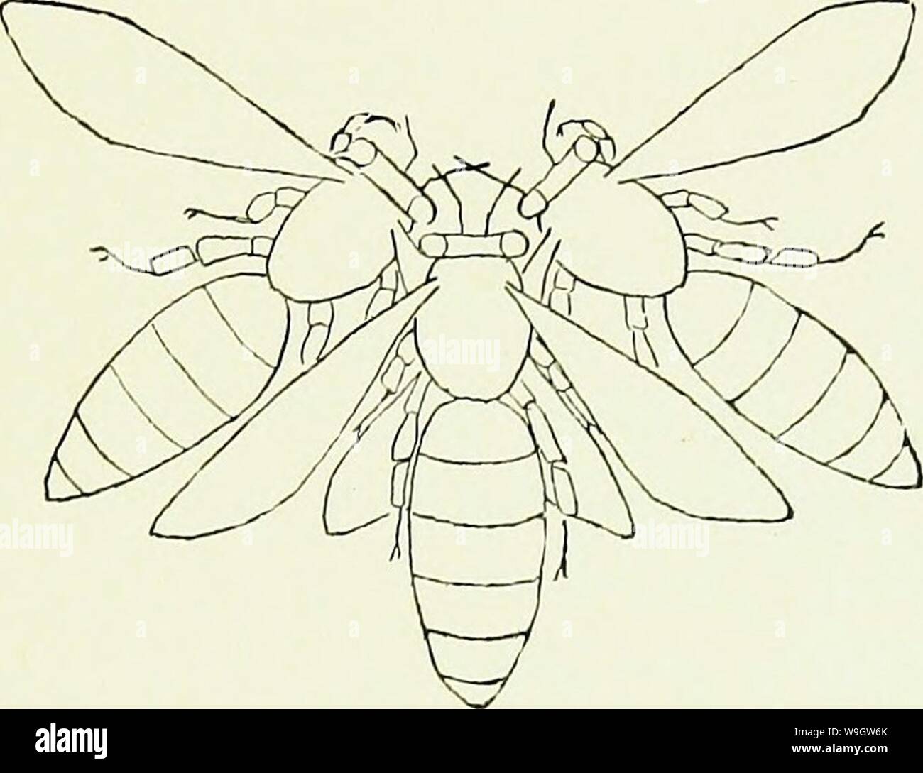 Archive image from page 364 of The honey-makers (1899) Stock Photo