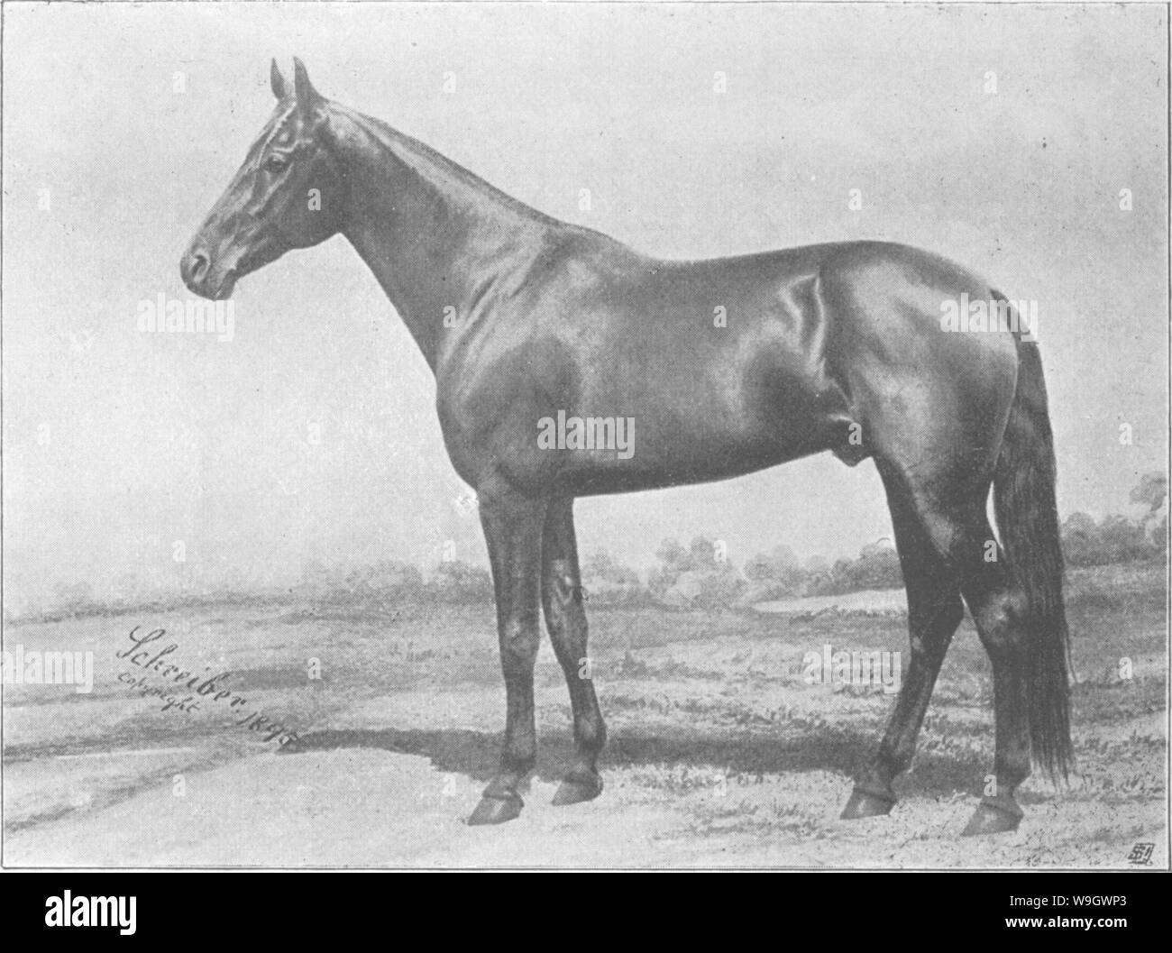 Archive image from page 379 of Points of the horse; a Stock Photo