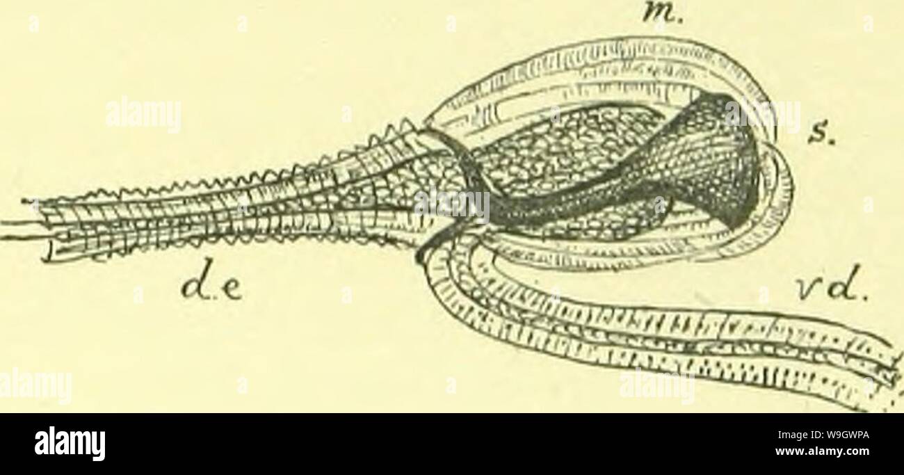 Archive image from page 378 of The anatomy, physiology, morphology and ...