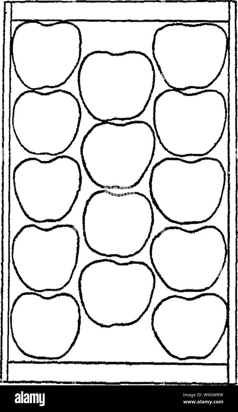 Archive image from page 379 of The encyclopedia of practical horticulture; Stock Photo