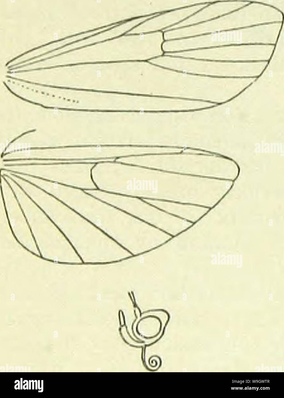 Archive image from page 381 of A handbook of British lepidoptera. A handbook of British lepidoptera  CUbiodiversity1126142 Year: 1895 ( 372 PYRALIDINA rPLOnu Only one species is known; its habits are similar to those of Ephestia. Imago with forewings narrow, costa hardly arched. 1. P. interpunctella, Mb. 13-18 mm. Forewings ferrugin- ous-ochreous, densely mixed with dark fuscous; basal area wholly whitish-ochreous; first and second lines obscurely dark leaden - fuscous; an obscure paler discal dot. Hindwings whitish-fuscous. England to Westmoreland, N. and E. Ireland, local; SC. and S. Europe, Stock Photo