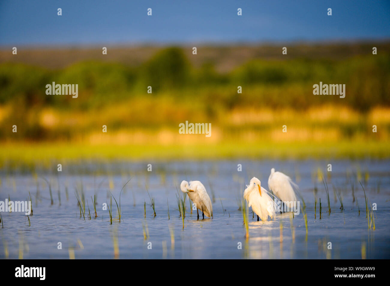 Snowy Egrets, (Egrettan thula), Bosque del Apache National Wildlife ...