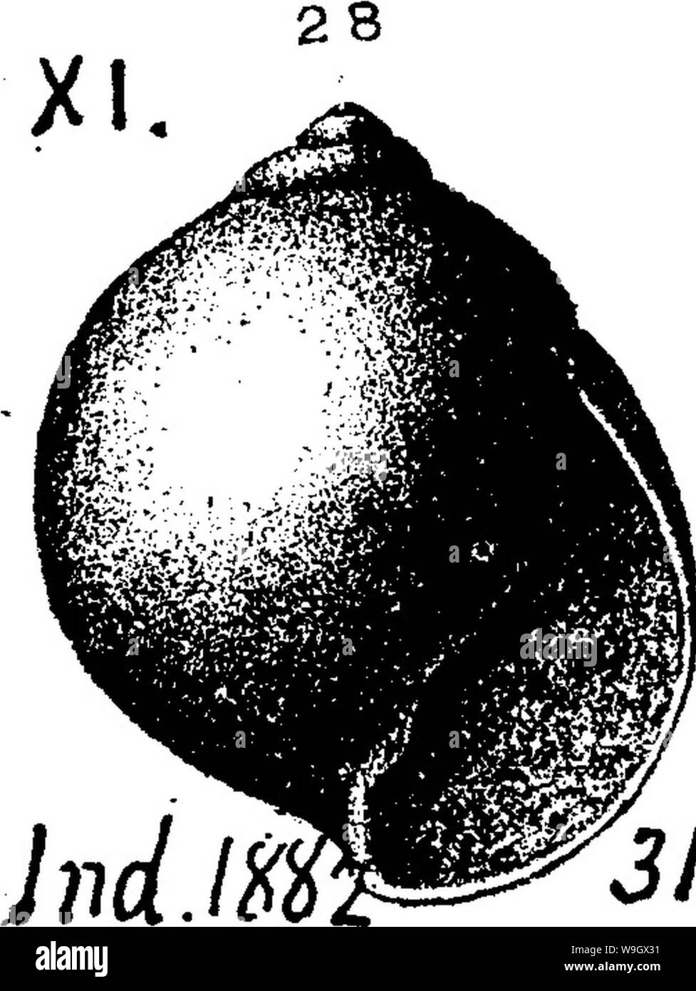 Archive image from page 386 of A dictionary of the fossils Stock Photo