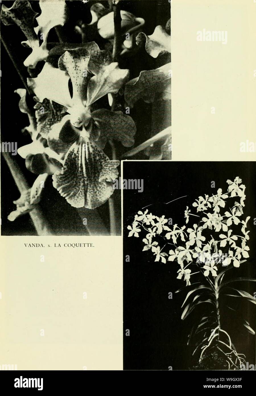 Archive image from page 386 of A cultural table of orchidaceous. A cultural table of orchidaceous plants  culturaltableofo00coxj Year: 1946 ( VANDA COERULEA. Griff. 361 Stock Photo